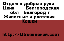 Отдам в добрые руки  › Цена ­ 1 - Белгородская обл., Белгород г. Животные и растения » Кошки   